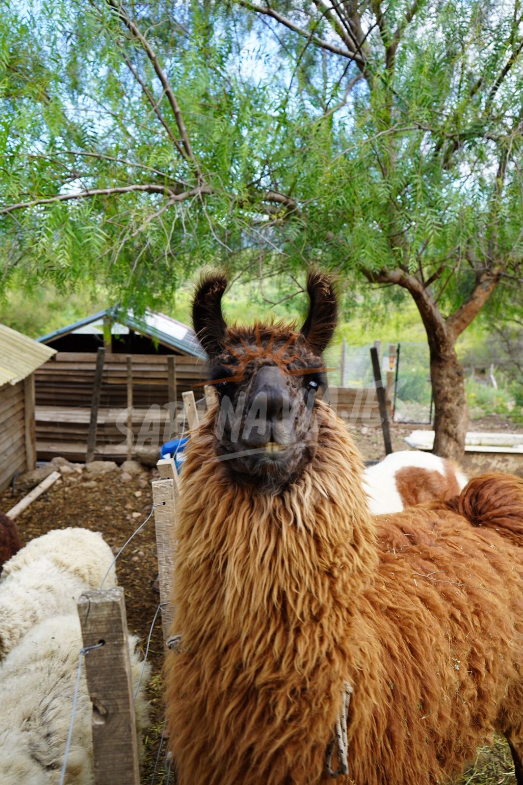 Foto de la excursión 2